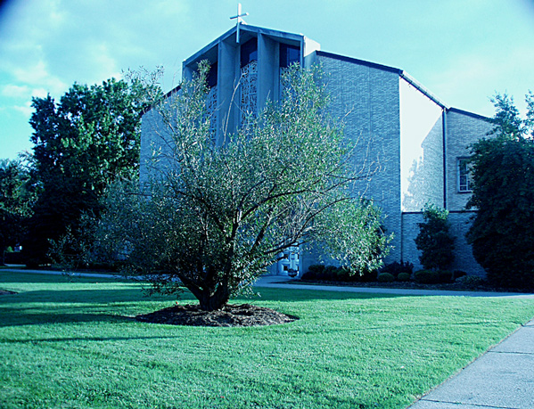 Joan of Arc Willow Tree